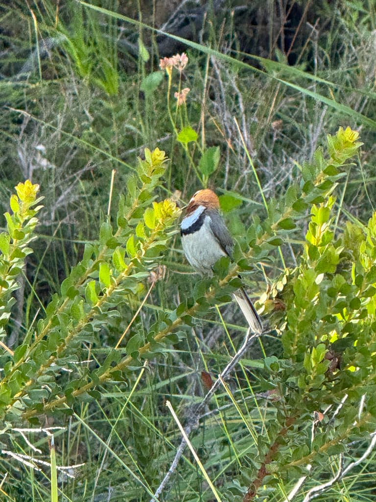 Western Spinebill