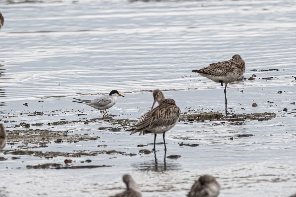 Little Tern