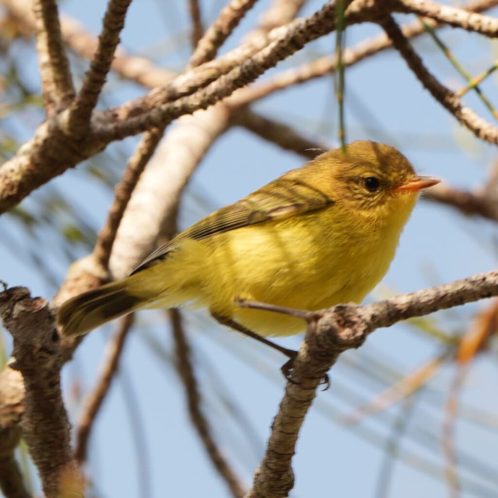 Yellow Thornbill