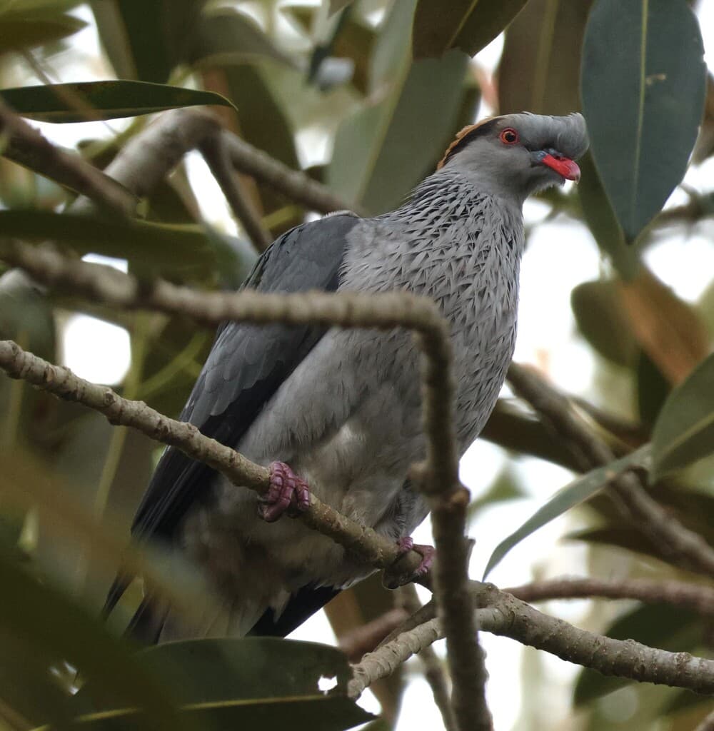 Topknot Pigeon