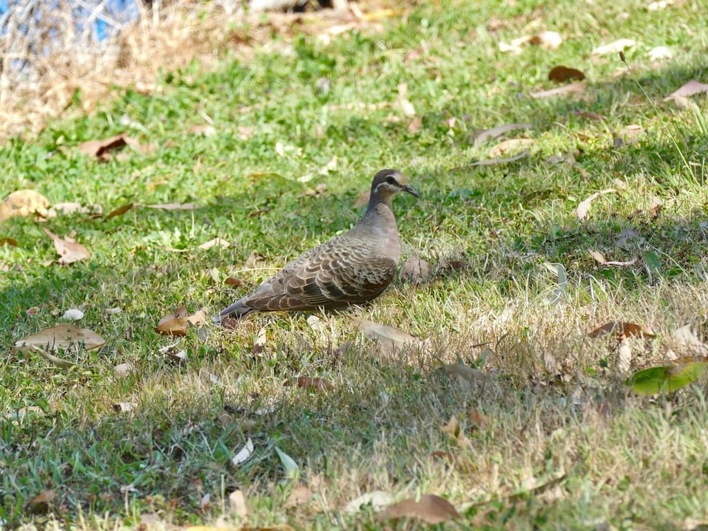 Common Bronzewing