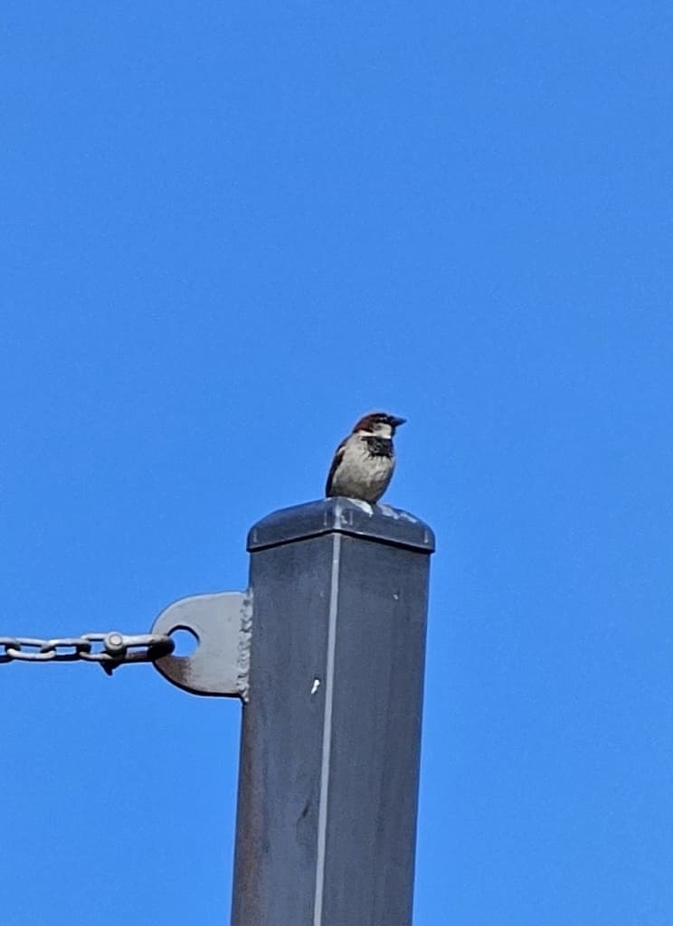 House Sparrow