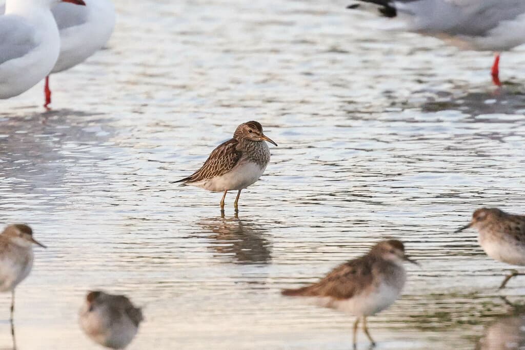 Pectoral Sandpiper