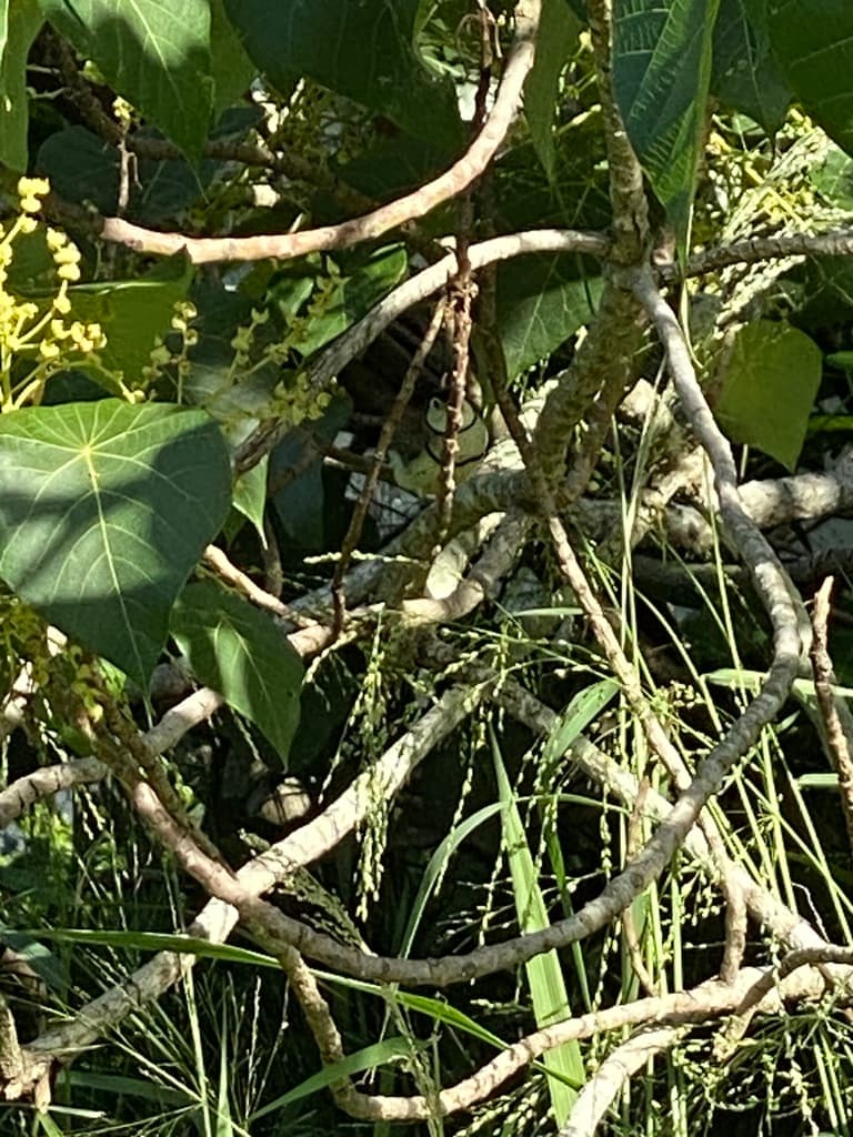 Double-barred Finch