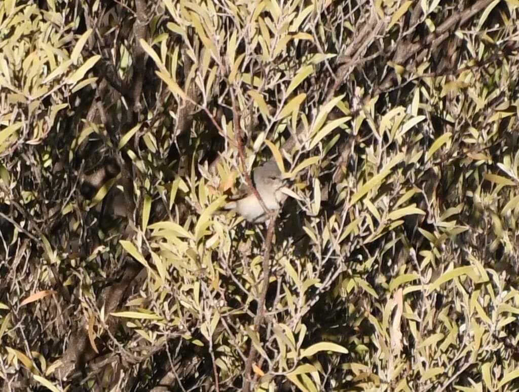 Slaty-backed Thornbill