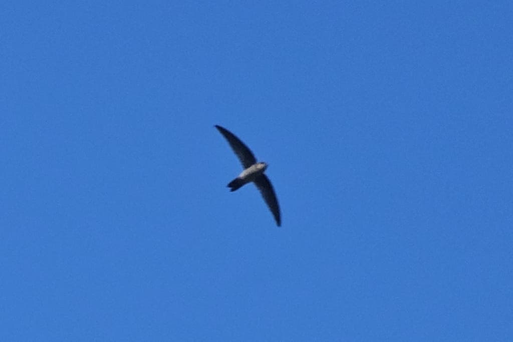 Australian Swiftlet