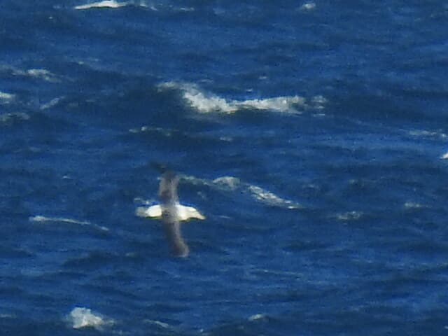 Shy Albatross