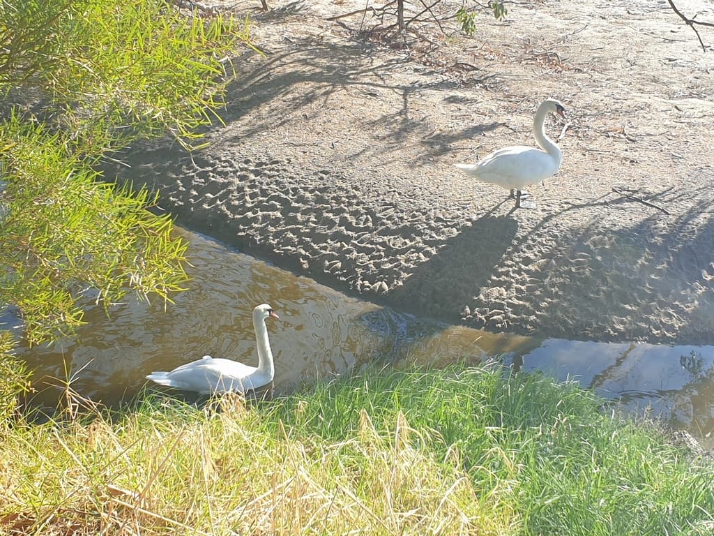 Mute Swan