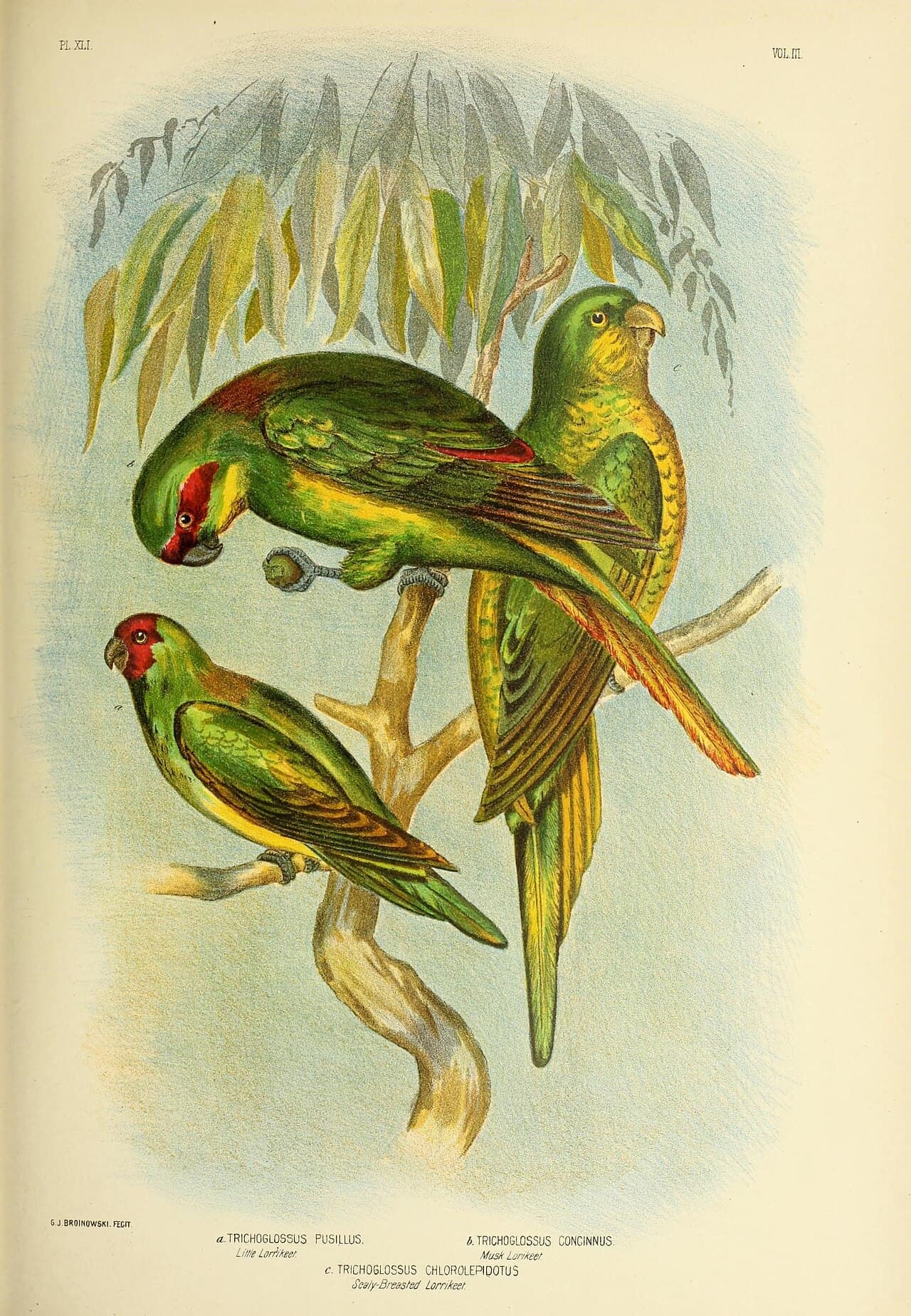 Little Lorikeet