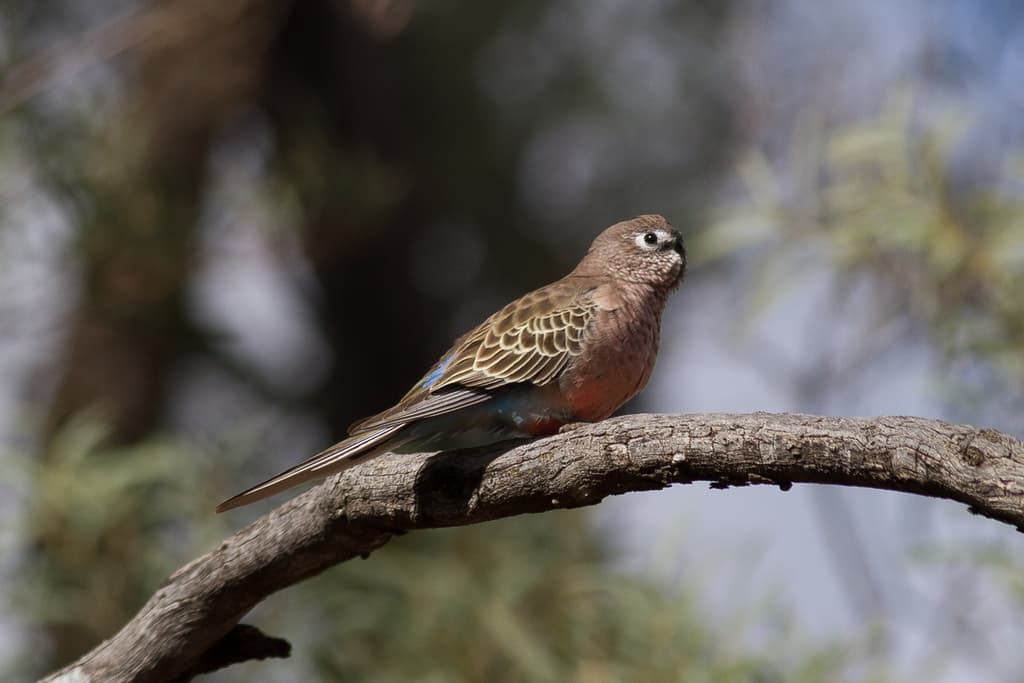 Bourke's Parrot