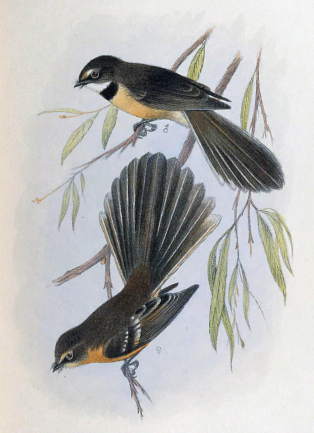 New Zealand Fantail