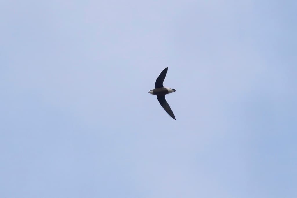 White-throated Needletail