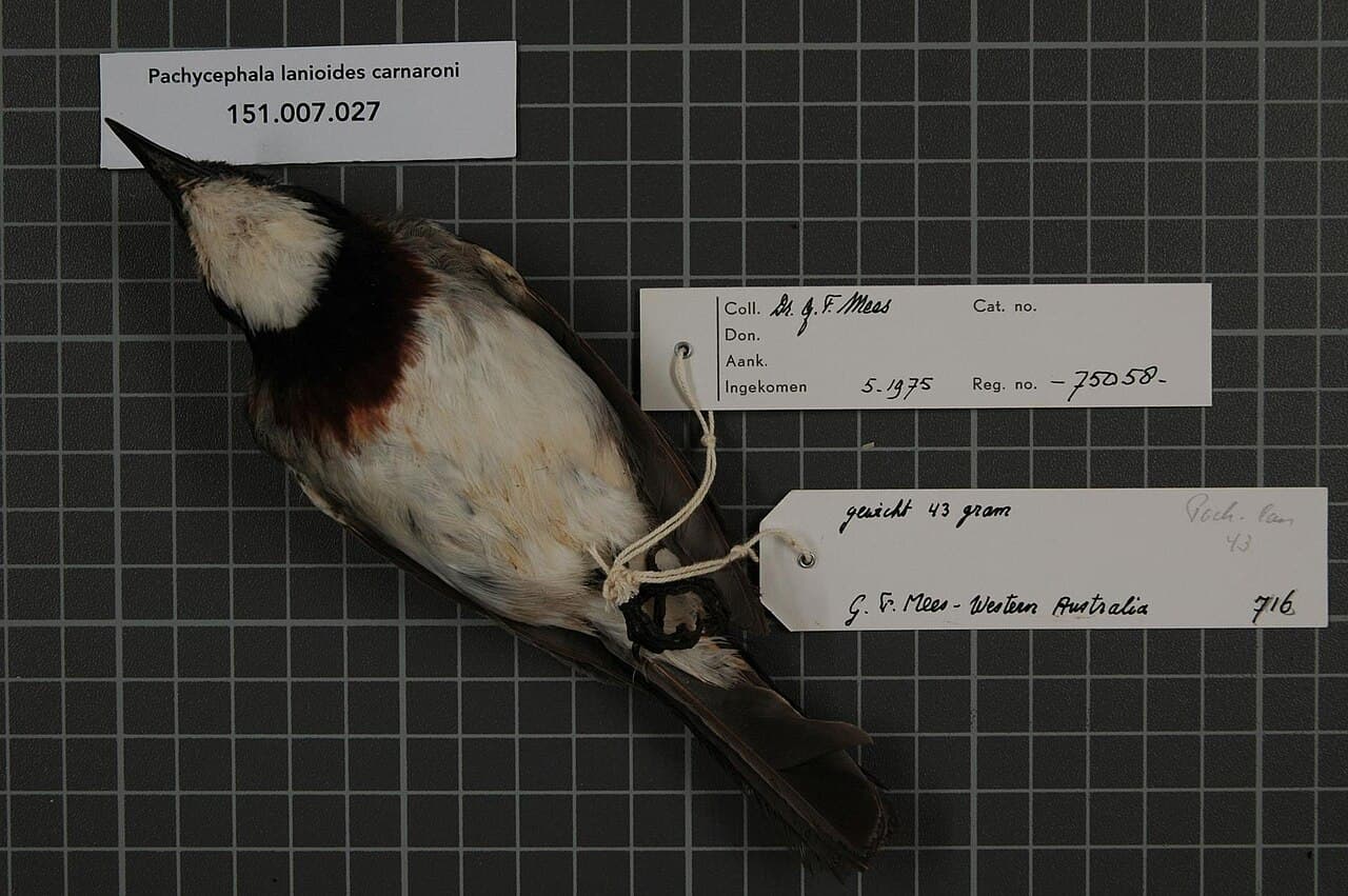 White-breasted Whistler