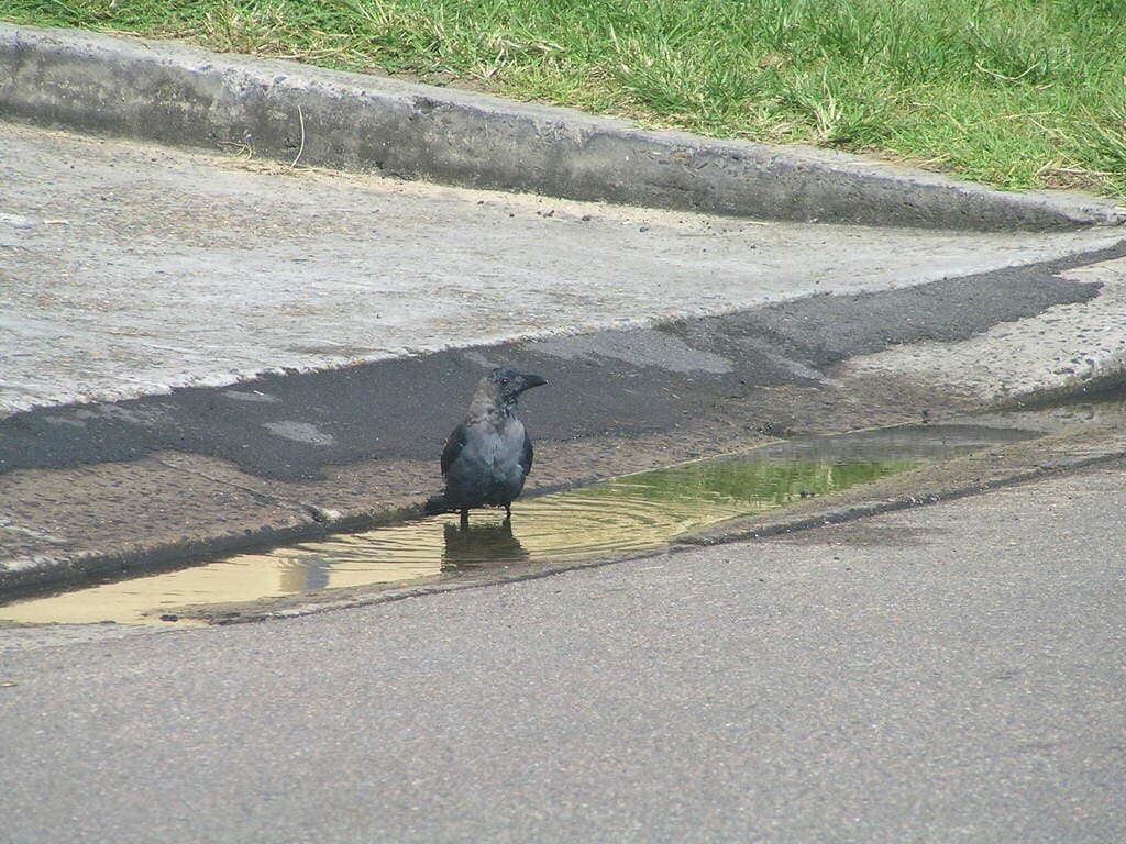 House Crow