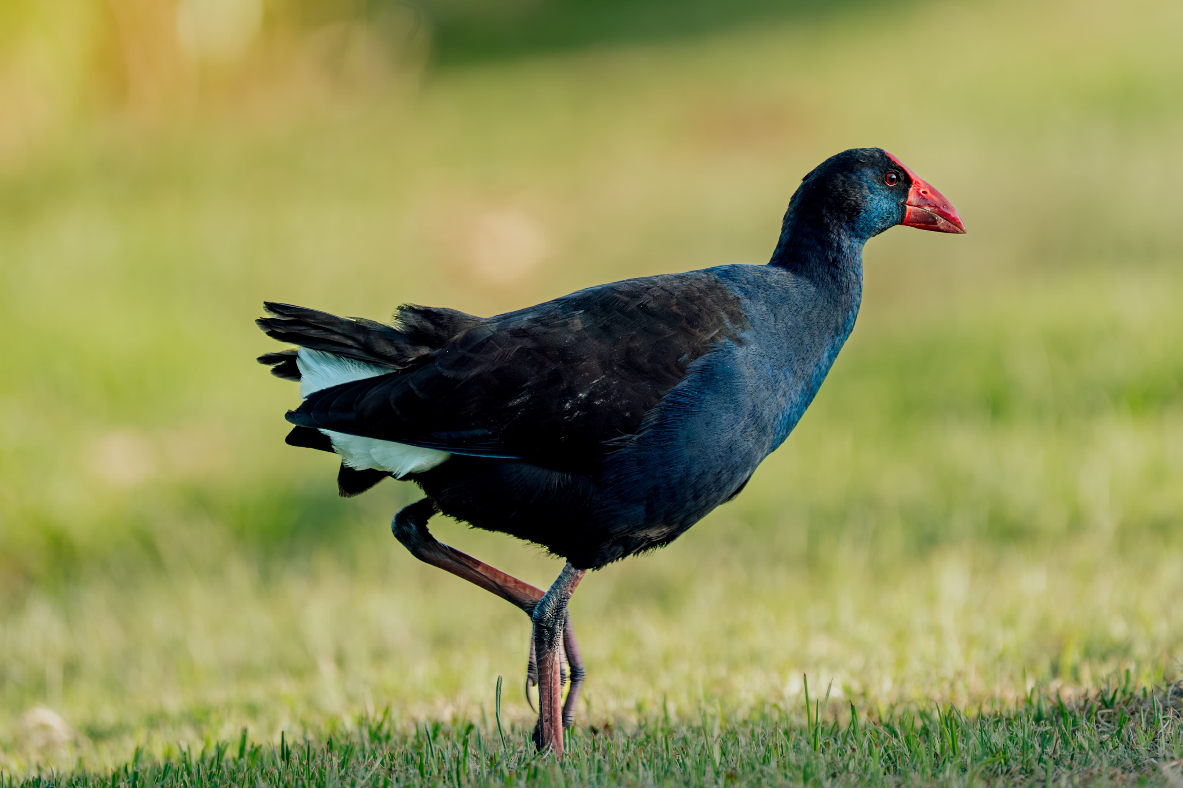 Western Swamphen