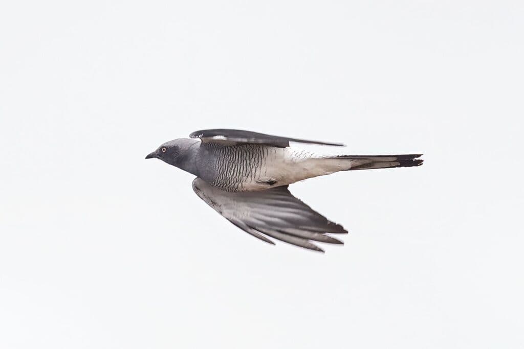 Ground Cuckooshrike