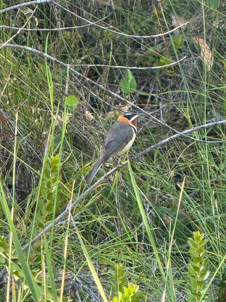 Western Spinebill