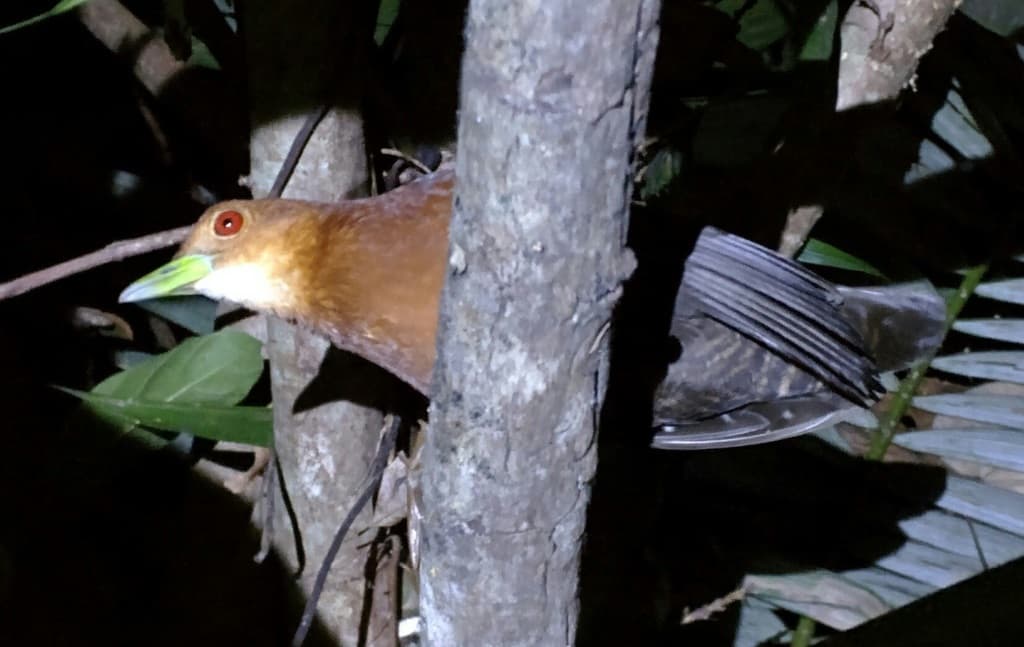 Red-necked Crake