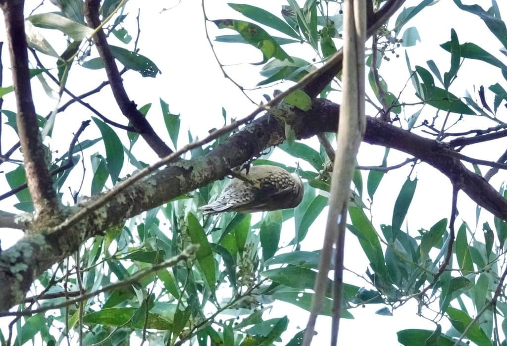 White-throated Treecreeper