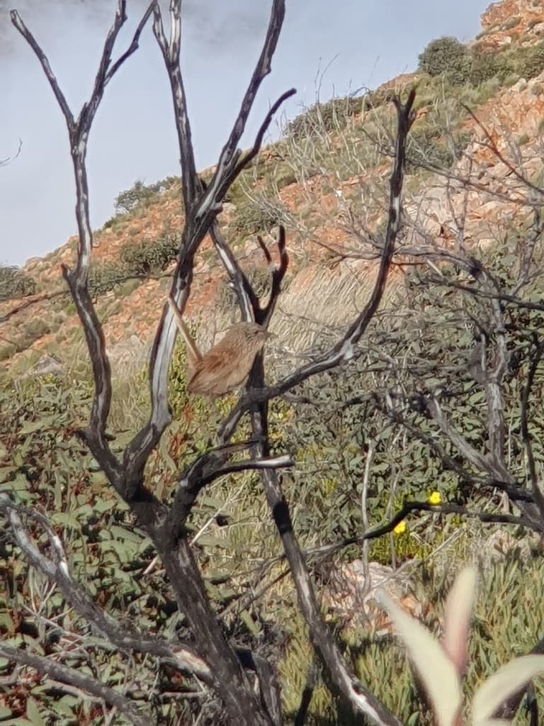 Dusky Grasswren