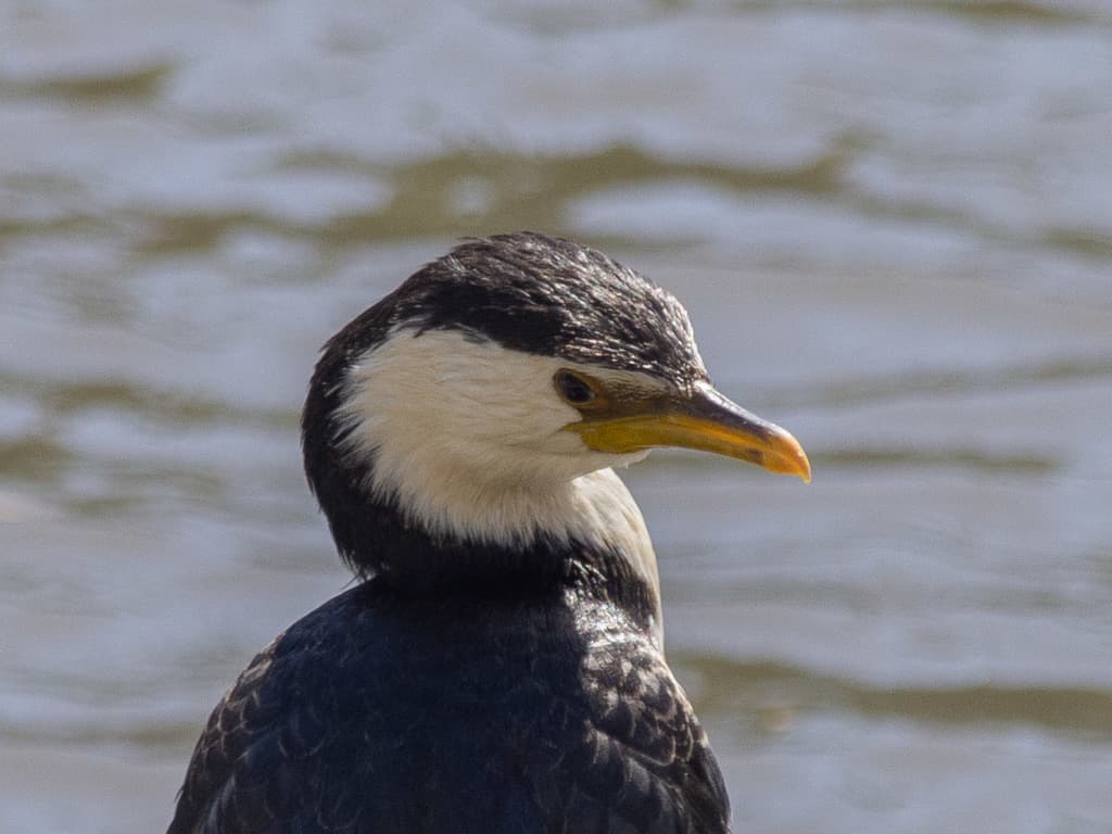 Little Pied Cormorant