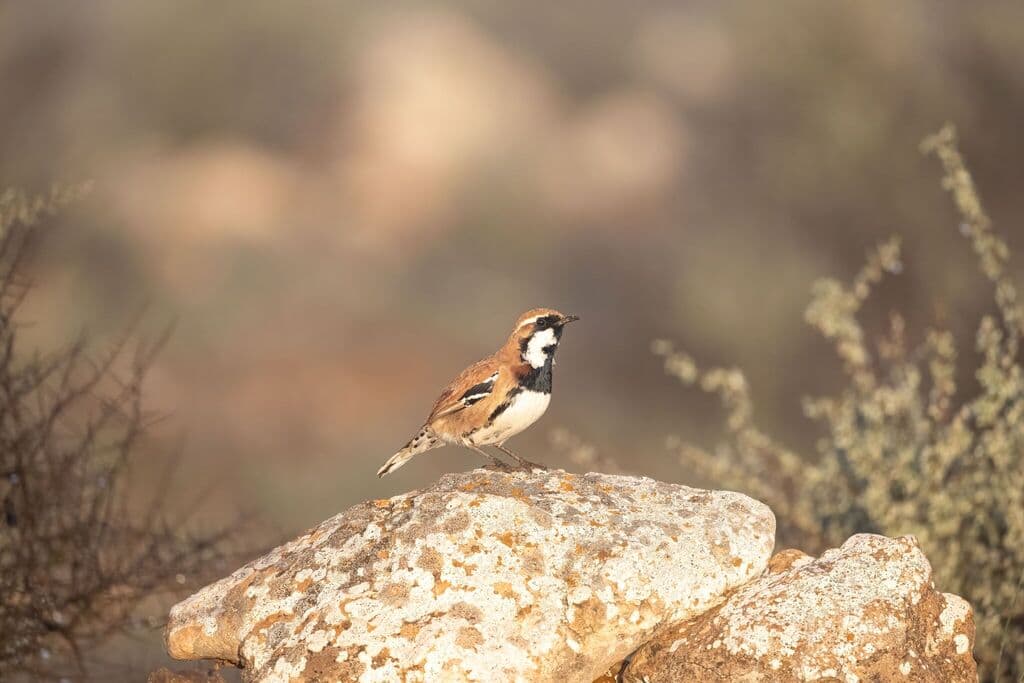 Nullarbor Quail-thrush