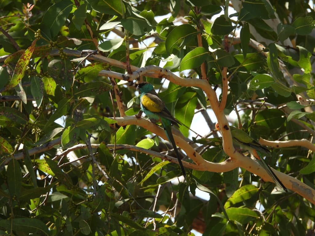 Hooded Parrot