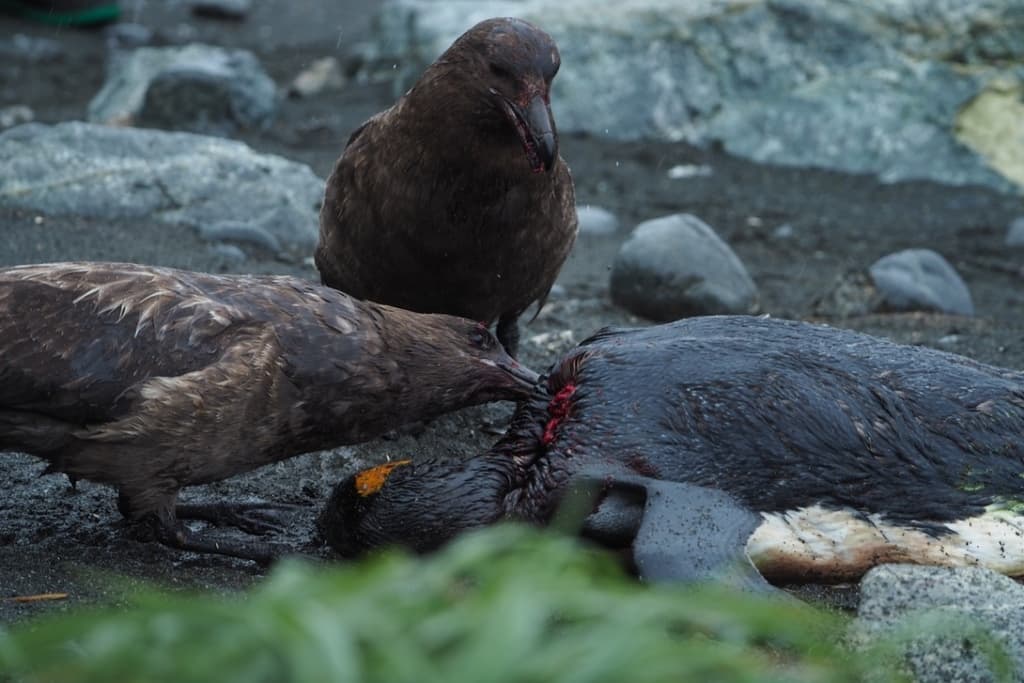 Brown Skua