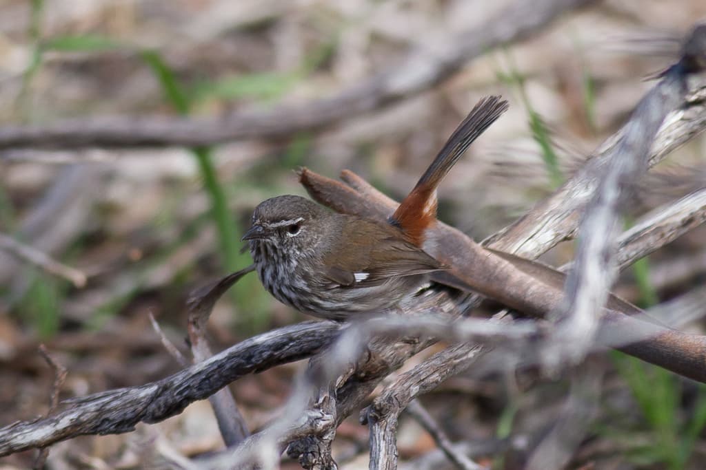 Shy Heathwren