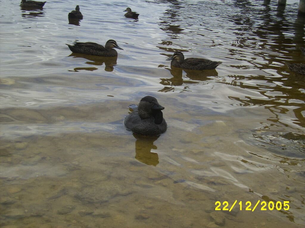 Musk Duck