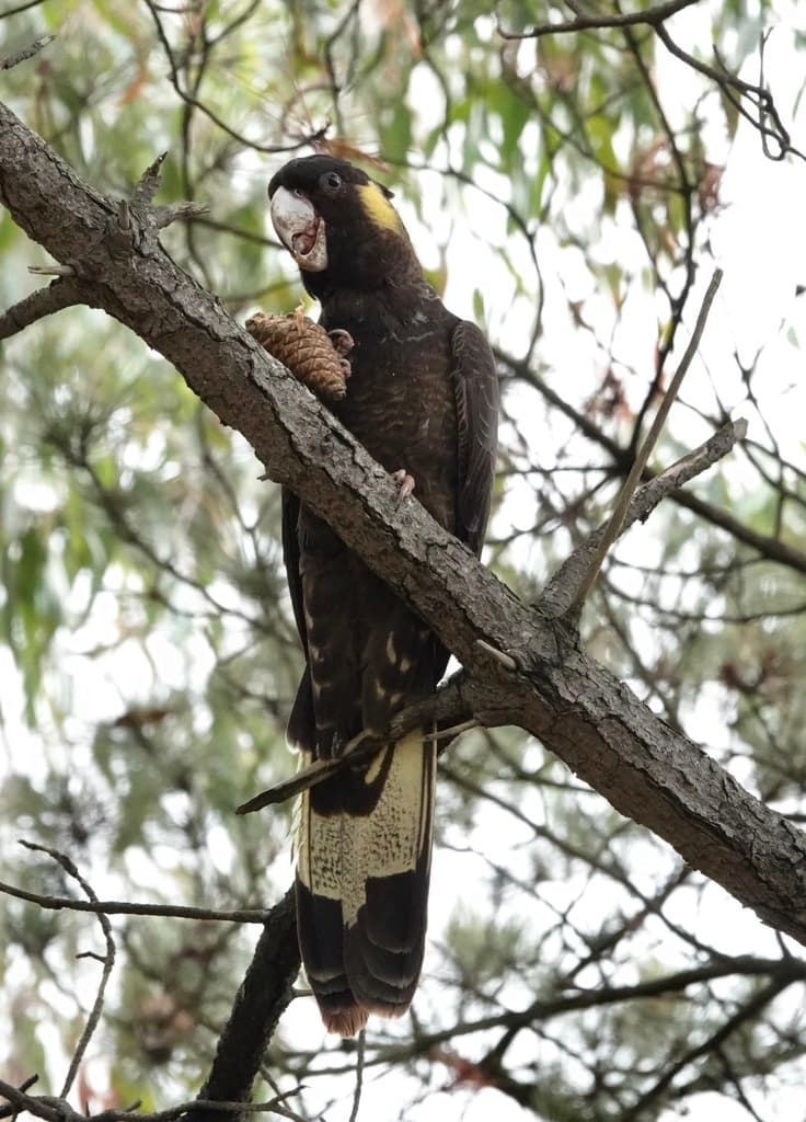 Yellow-tailed Black Cockatoo