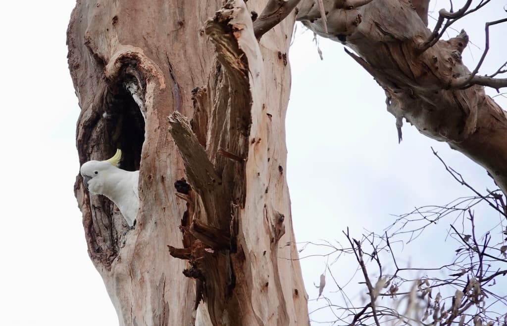 Sulphur-crested Cockatoo