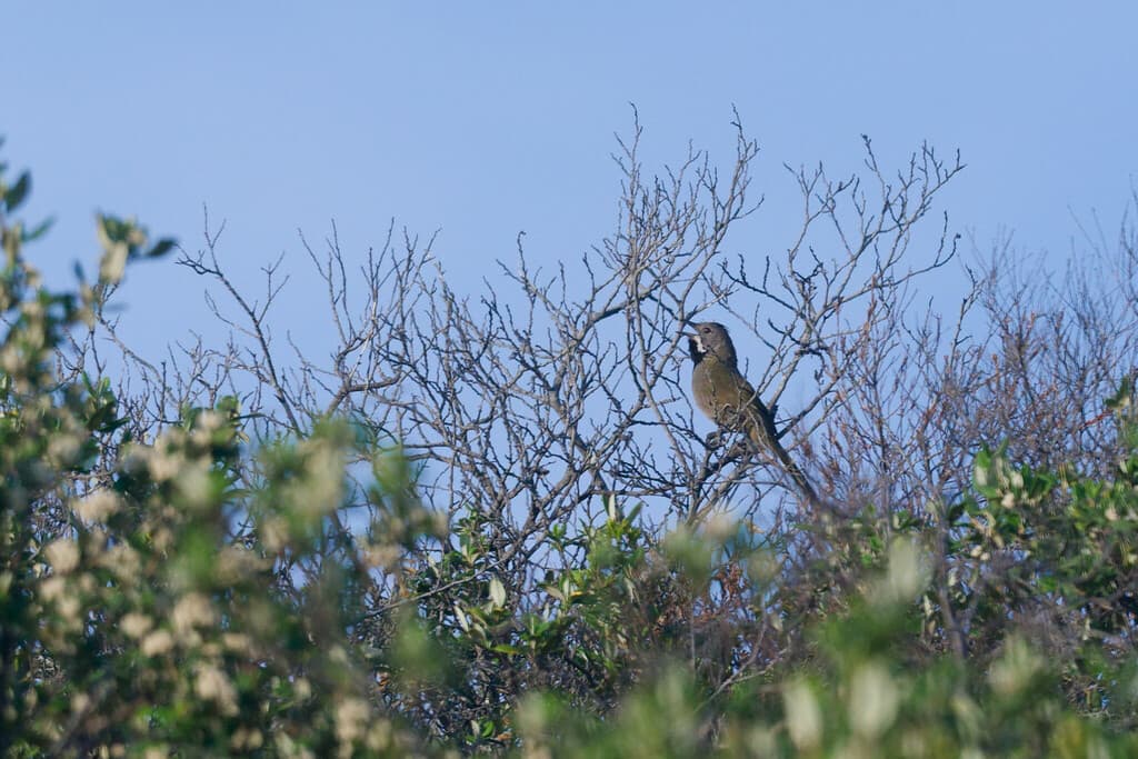 Western Whipbird