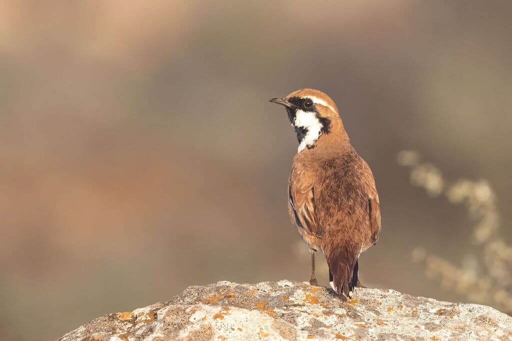 Nullarbor Quail-thrush