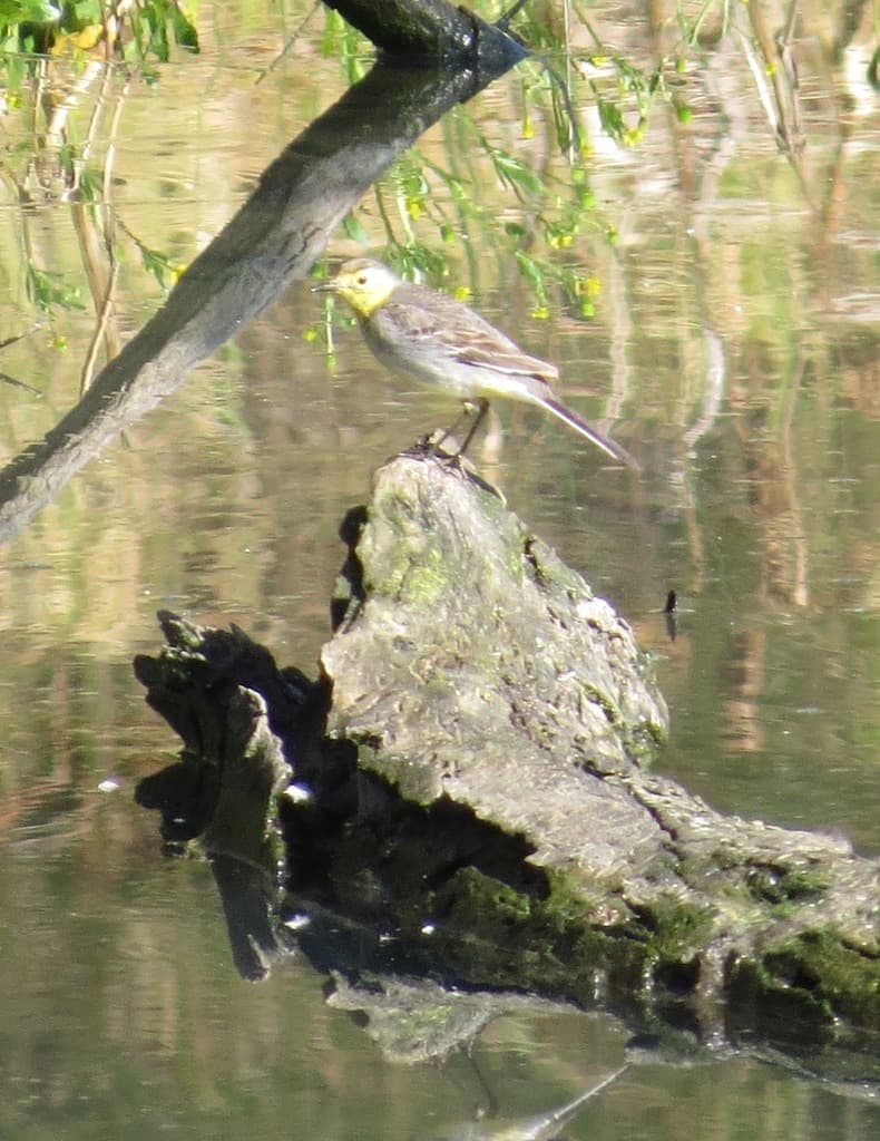 Citrine Wagtail