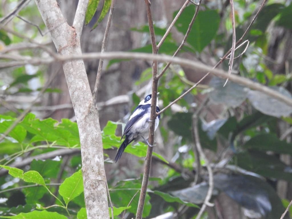 Pied Monarch