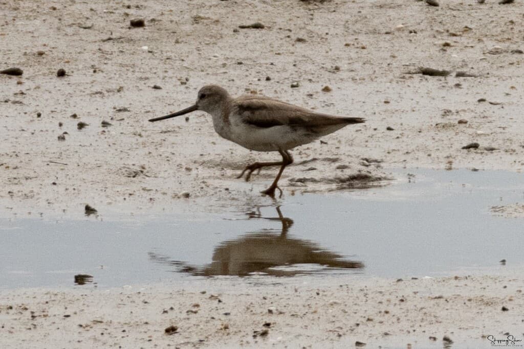 Terek Sandpiper