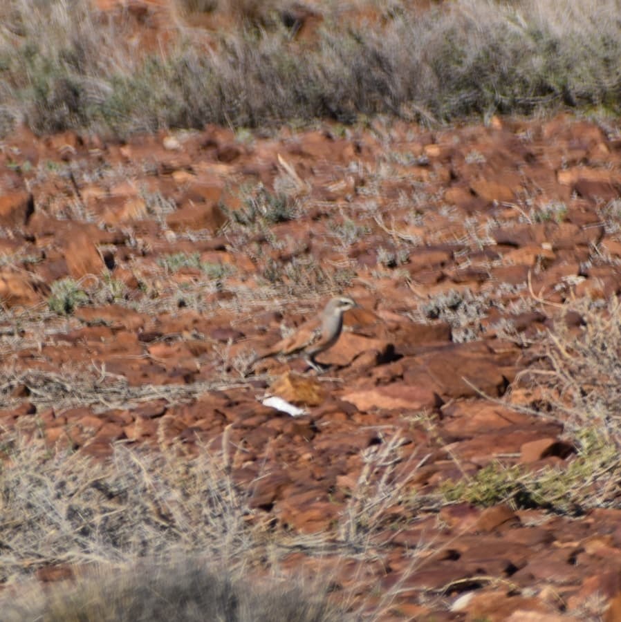 Cinnamon Quail-thrush