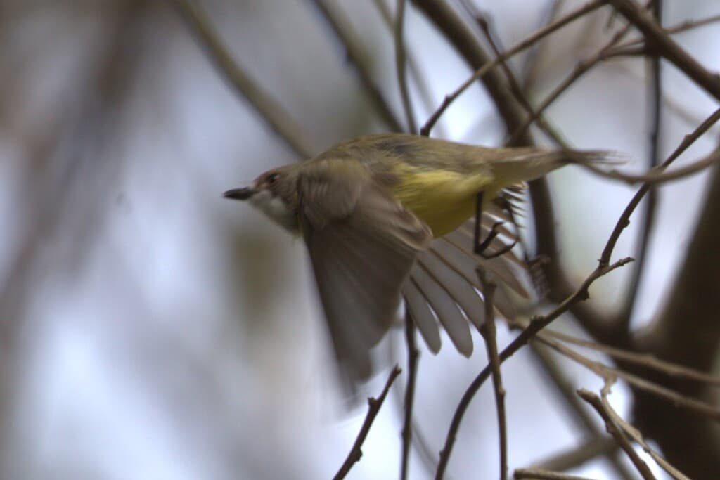 White-throated Gerygone