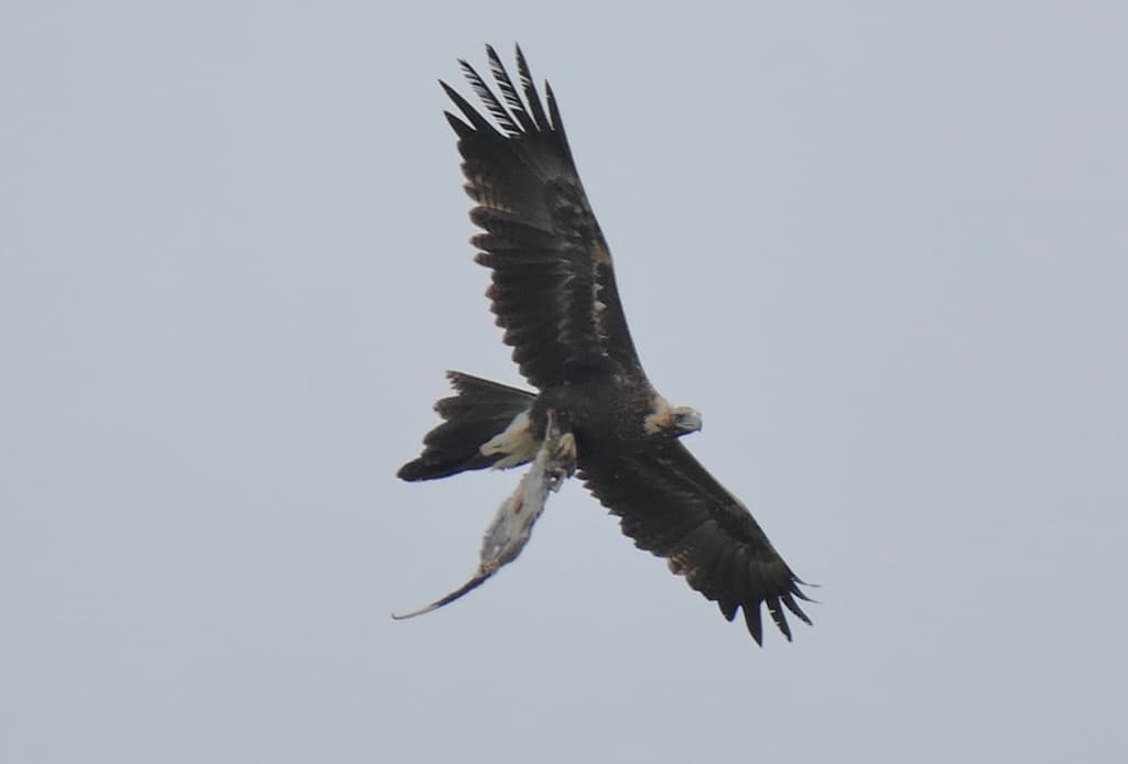 Wedge-tailed Eagle