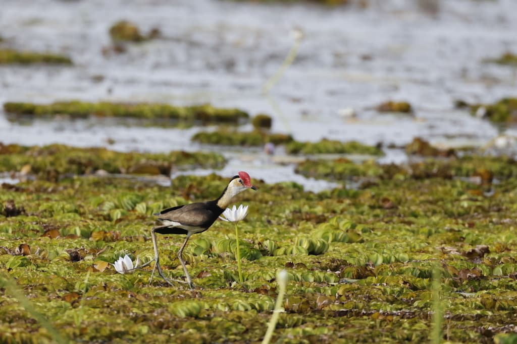 Comb-crested Jacana