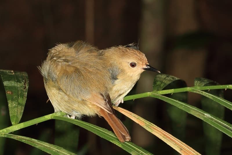 Large-billed Scrubwren