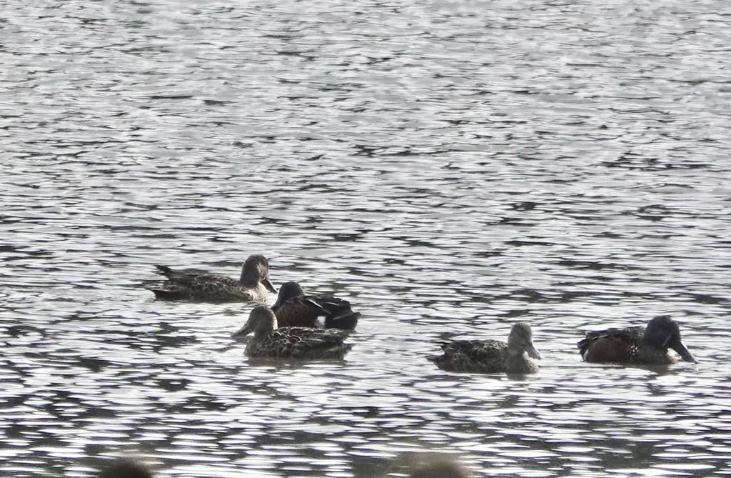 Australasian Shoveler