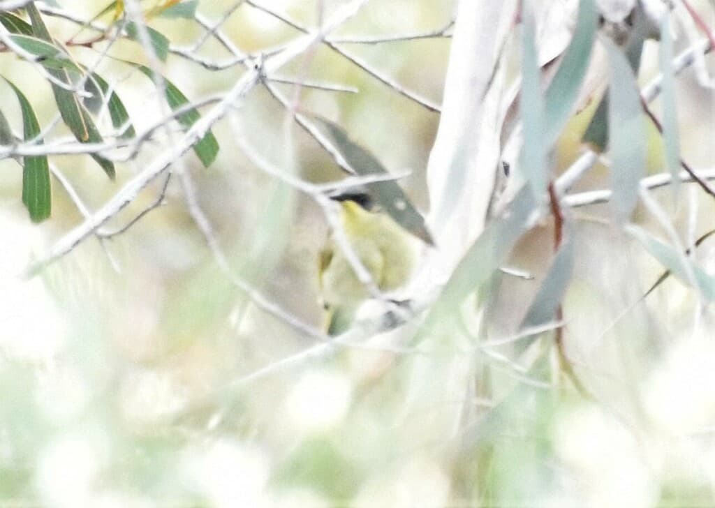 Purple-gaped Honeyeater