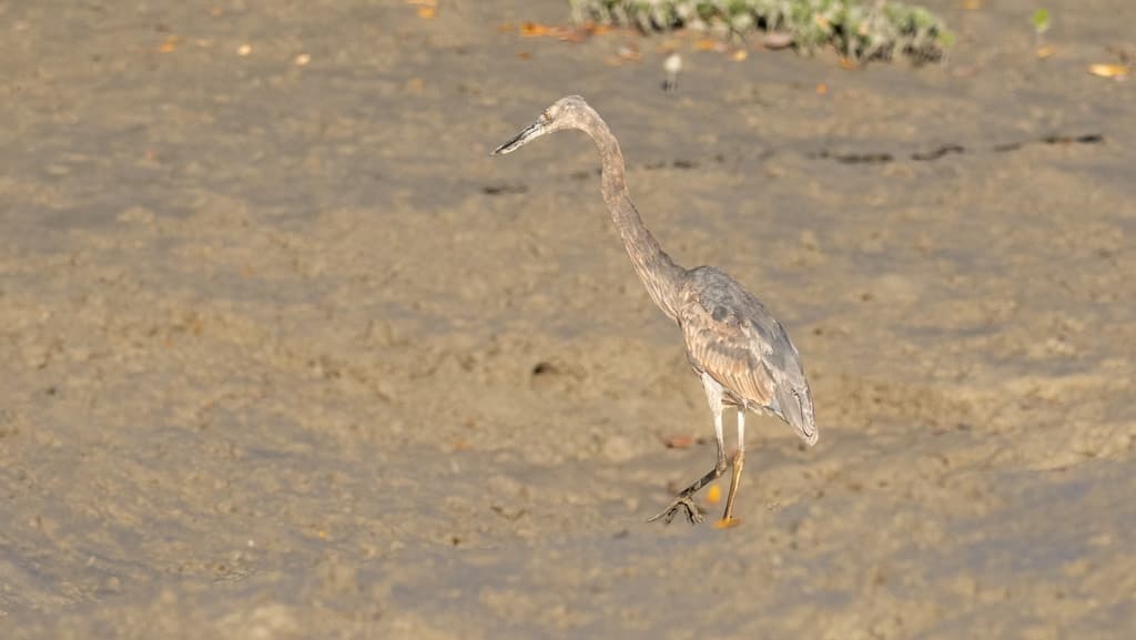 Great-billed Heron
