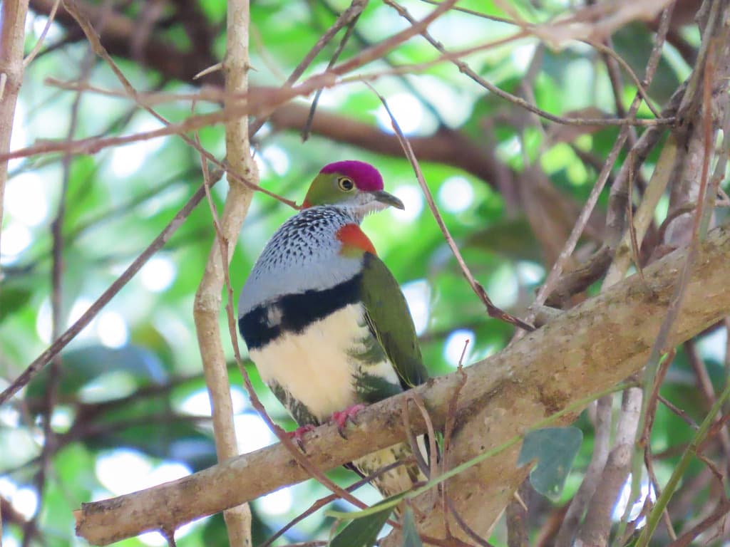 Superb Fruit Dove