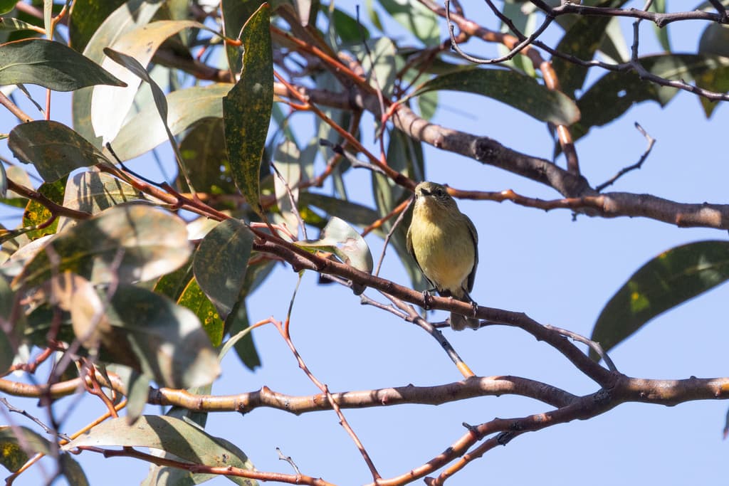 Yellow Thornbill