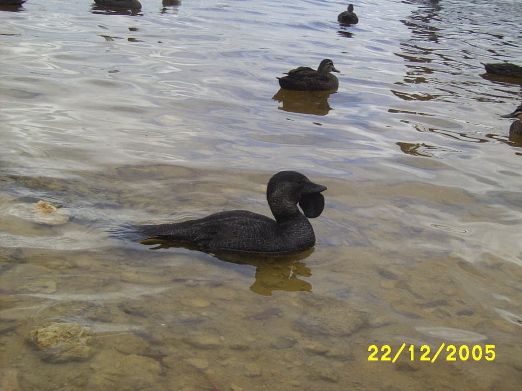 Musk Duck