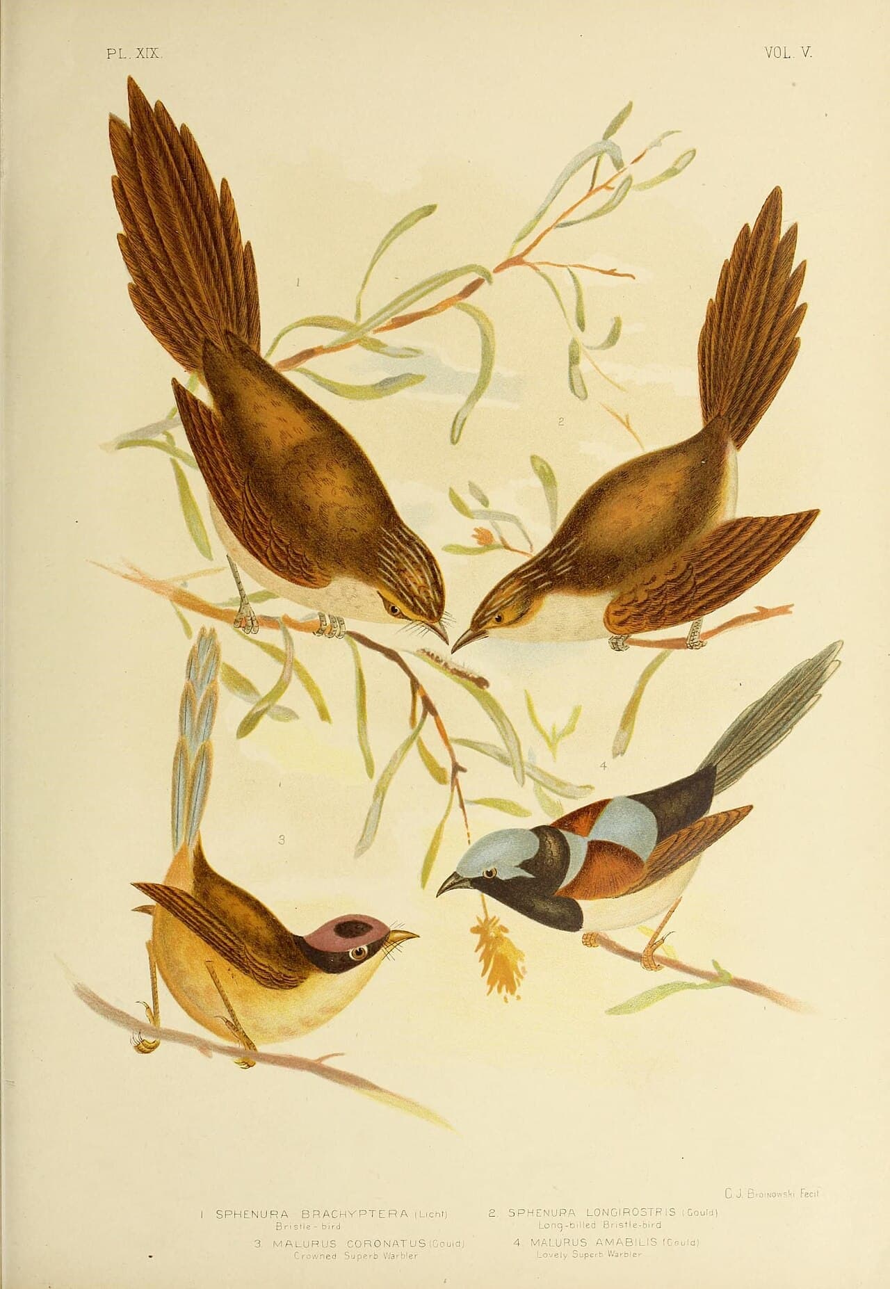 Lovely Fairywren