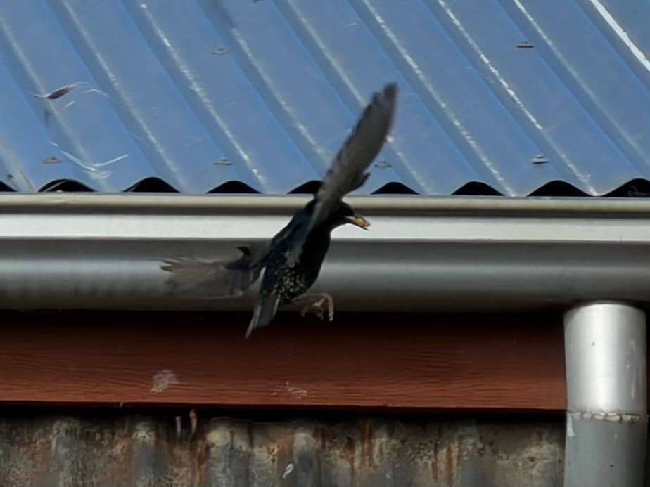 Common Starling